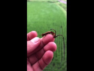 Видео от Лена и полчища гусениц
