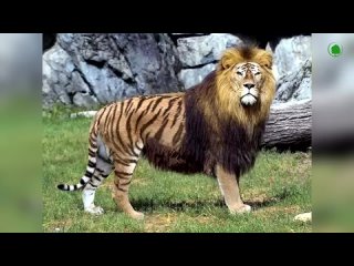 Стычки льва с тигром случаются исключительно в неволе.