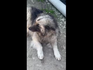 Видео от АНО «ДОБРЫЙ МИР» АНАПА Частный приют для собак