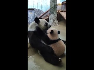 в Московском зоопарке поделились новыми кадрами панды Катюши с мамой