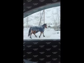 Лошадь гоняется за бабушкой в Нефтеюганске