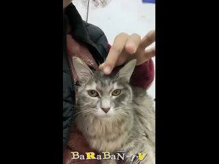 😺 Месть кота! 🐈 Смешное видео с котами и котятами для хорошего настроения! 😸