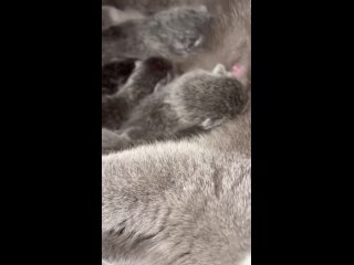 Video by Британские кошки  Mauna Gastonia