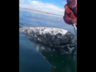 Кит просит знакомого рыбака освободить его от китовых вшей и спокойно ожидает, когда тот удалит всех надоедливых паразитов.