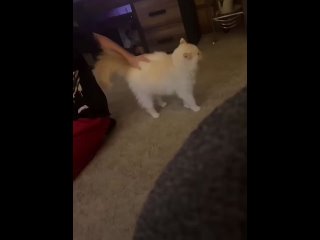 кошка гладит человека в ответ