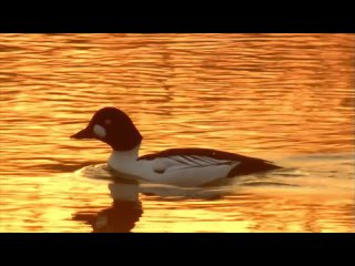 Гоголь обыкновенный (Bucephala clangula) - Common goldeneye