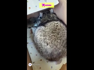 🥰🦝 Добрая новость вам в ленту🤗 В Ингушетии спасли маму-енота с малышом.