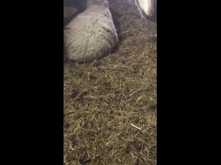 Удмуртские овцы в сибирские морозы -37