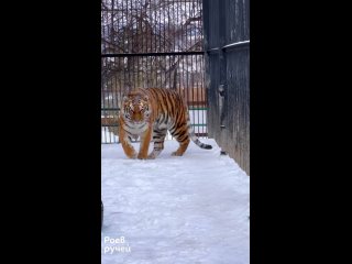Совсем скоро в Красноярске растает весь снег. А пока амурская тигрица Рокси наслаждается им!
