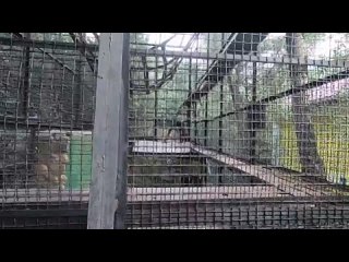 Шимпанзе взбесились в Ялтинском зоопарке Сказка