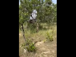 В Замбии слону не понравилось как за ним наблюдают туристы, поэтому напал на джип.