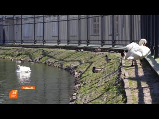 Лебеди вернулись на Белый пруд