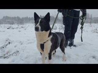 Новенькая Ава❤🐕