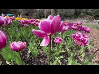 Крым, Парад тюльпанов - Никитский ботанический сад