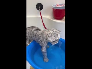 Видео от Стрижка собак, кошек Сосновый Бор “Чистые лапки“