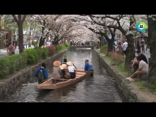 Райский сад: в японском Киото - сезон цветения сакуры