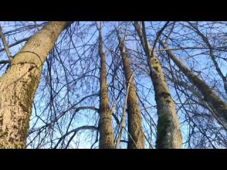 Вороны Одина - Instrumental Black Metal