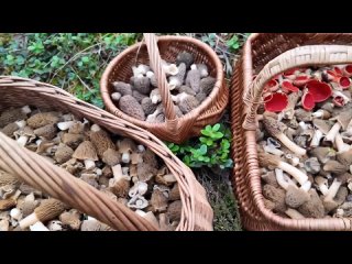 Первые грибы в Минской области собирают уже корзинами.