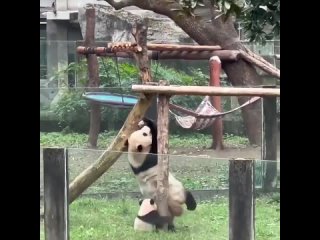 Отчаянные попытки панды научить своего детёныша лазить по деревьям.