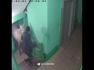 Мужчина привёл лошадь в три часа ночи в подъезд многоэтажки в Кемеровской области.
