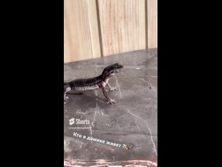 Видео от bright gecko / эублефары Воронеж /