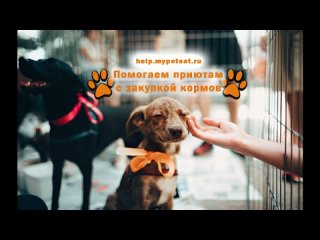 КирЮшка приют для собак г. Киров, КалужскаяОбл