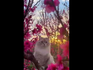 Шикарная кошечка Ева на фоне закатного персикового сада перед селом Долинное