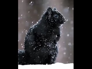 Black squirrel in snow