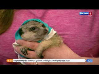 11 апреля в России отмечается День домашних животных
