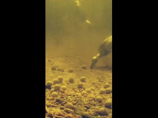 Утка питается под водой
