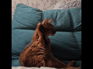 Видео от Сомалийская кошка (Somali)  Красноярск