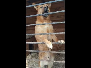 Видео от Приют для собак Островок надежды (СПб)