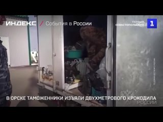 В Орске таможенники изъяли двухметрового крокодила