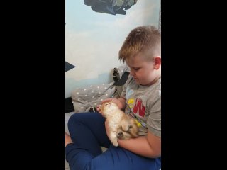Family Fox питомник британских золотых кошекtan video