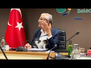 Мэр турецкого города Бейкоз провел совещание по поводу празднования Европейского дня кот