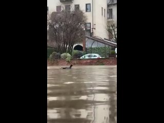 🇷🇺Сильный дождь вызвал наводнение в провинции Венето, Италия, поскольку река Ретроне вышла из берегов.