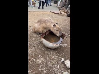 Капибара на водопое в мире скраппанка