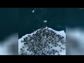 Съёмочная группа National Geographic путешествовала по шельфовому леднику Экстром в Антарктиде, когд