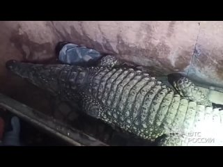 Таможенники не дали незаконно вывезти в Казахстан живого крокодила по кличке Бакс