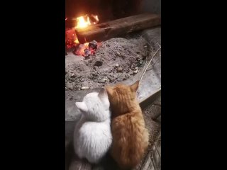 Малыши смотрят в огонь камина