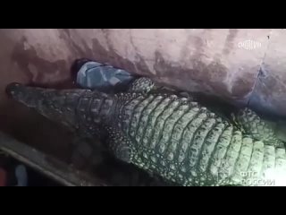 Сотрудники мобильной группы Самарской таможни предотвратили незаконный вывоз за пределы России живого крокодила