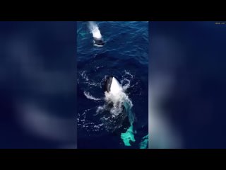 Умнейшие киты-убийцы всегда чувствуют себя спокойно, ведь у них нет естественных врагов  милые живот