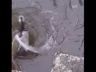 Утка немного странна развлекаются, позволяя водовороту затягивать ее под воду