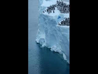 Впервые удалось запечатлеть, как пингвинята совершают первый в жизни прыжок с 20-метрового ледникаВидео было снято с беспилотн