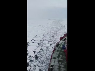 Гуляние стайки моржей в Баренцевом море сняли на видео с борта атомного ледокола ЯмалКартину удалось запечатлеть в 40 милях