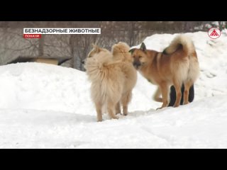 Покачёвцы продолжают выпускать животных на самовыгул