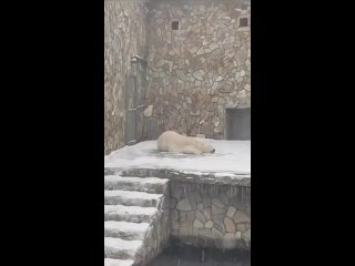 Наша медведица на федеральных телеграм каналах😊:

Вот кто сегодня точно кайфовал от снега, так это белая медведица Хаарчаана из