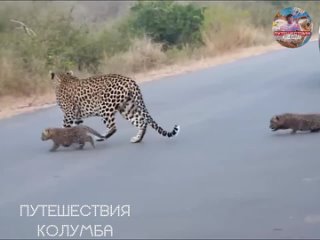 Мам-леопард учит детенышей переходить дорогу