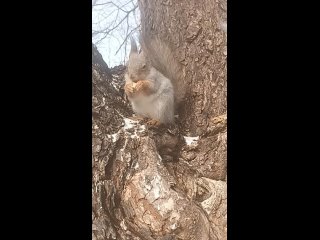 Белка в сильный ветер 🌪💨❄️🌧🐾🐿🌰.