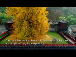 Посмотрите потрясающий вид на 1400-летнее дерево гинкго, высотой более 30 метров, в храме в Сиане, китайской провинции Шэньси.